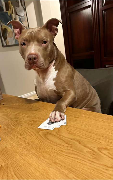 Bela, one of Joao Simao's pit bulls
