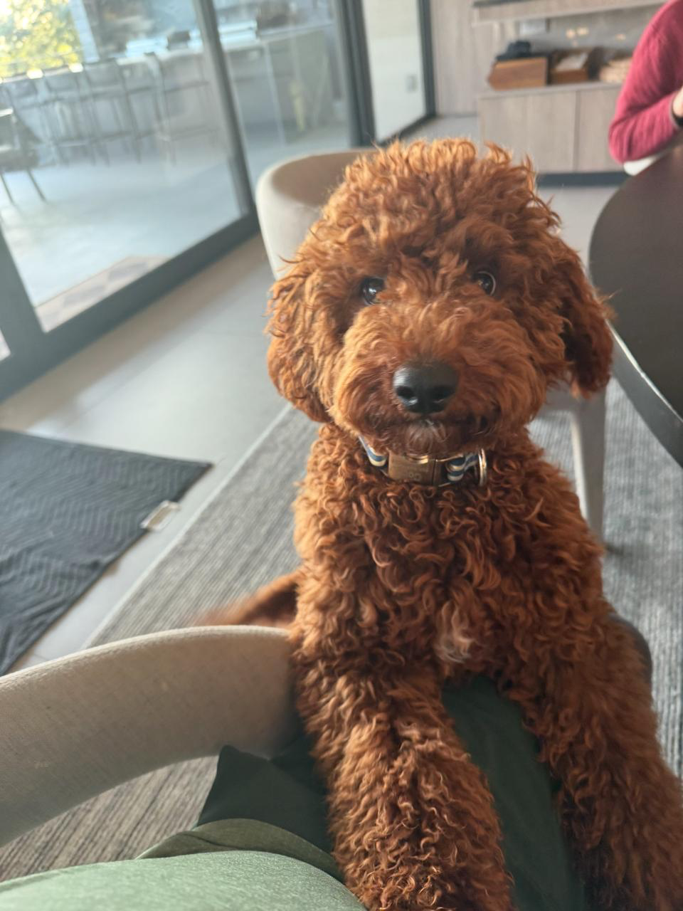 Coco, Vinny Lingham's Cavapoo