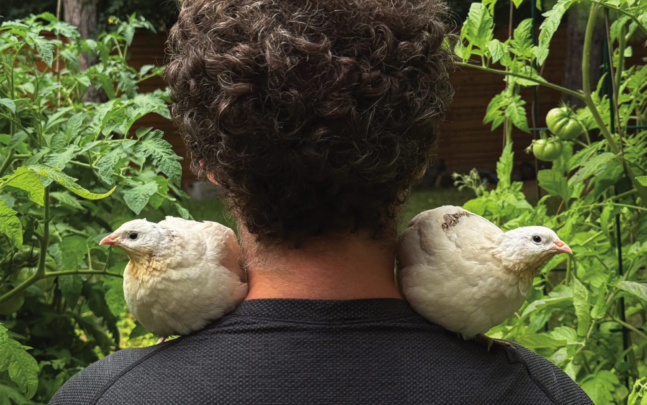 PHOTO · Dan Dvoress with his quails