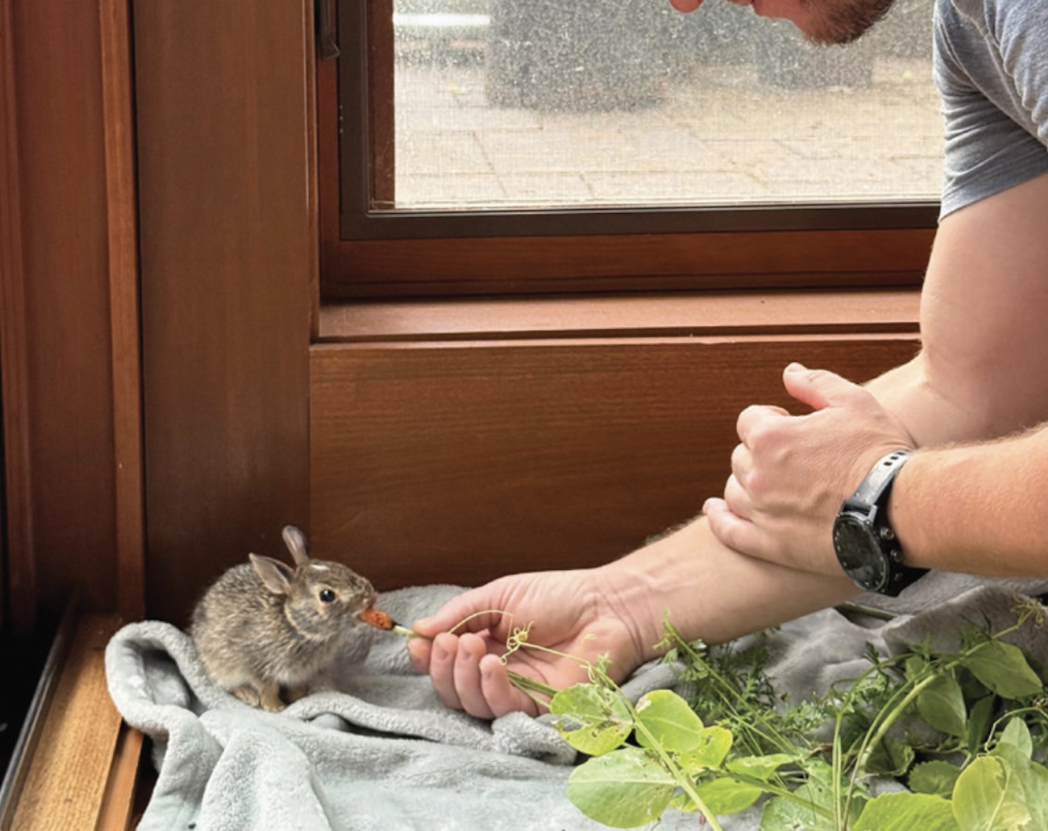 Ronny the rabbit